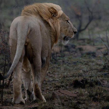 Sediba Luxury Safari Lodge Welgevonden Game Reserve Exterior foto