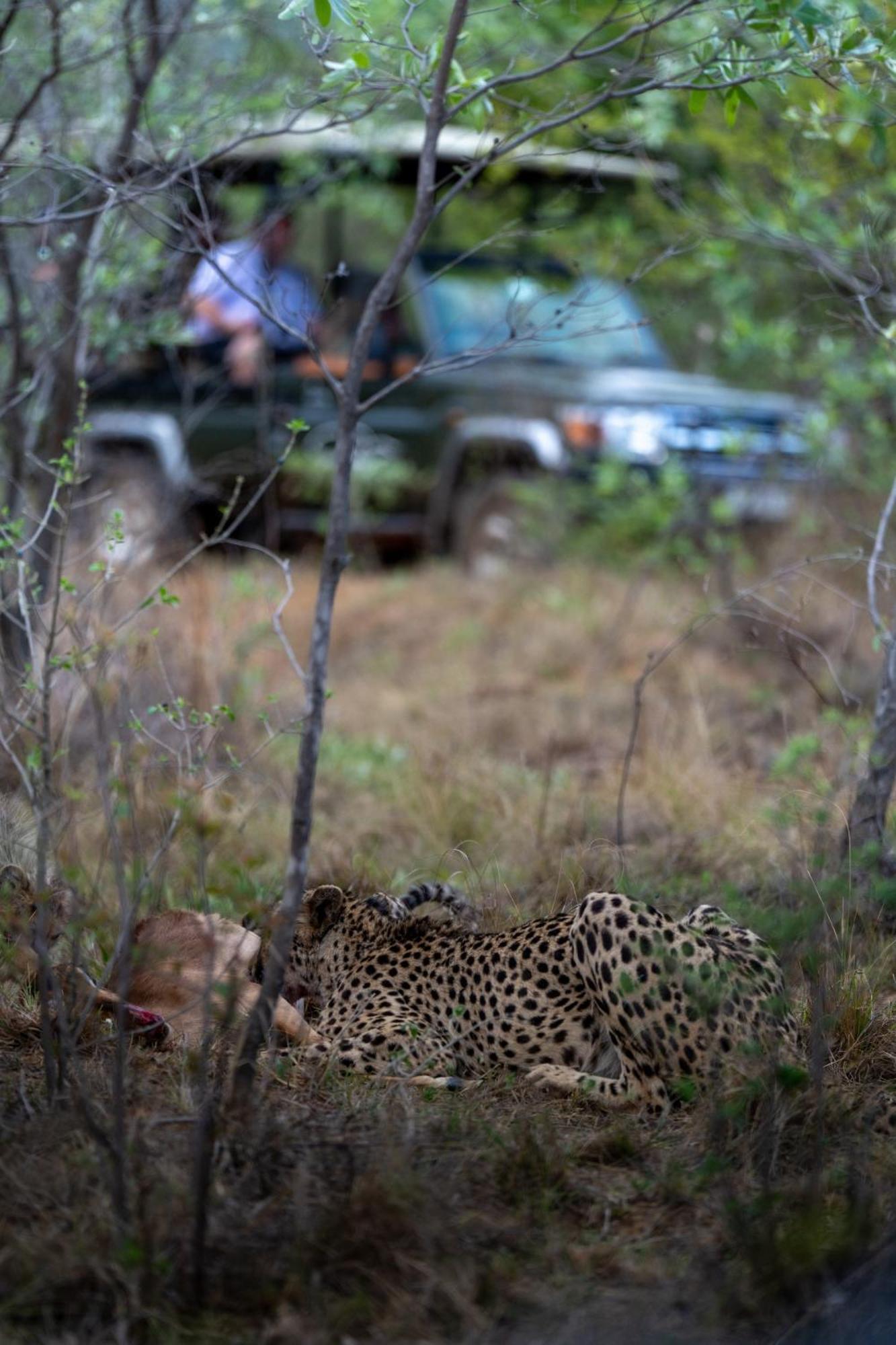 Sediba Luxury Safari Lodge Welgevonden Game Reserve Exterior foto