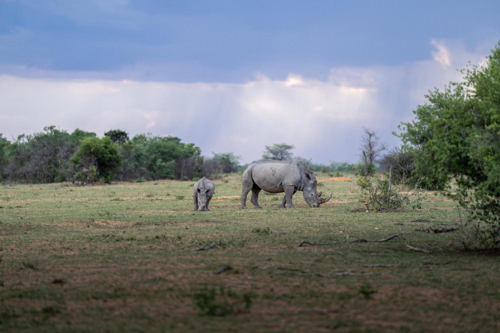 Sediba Luxury Safari Lodge Welgevonden Game Reserve Exterior foto