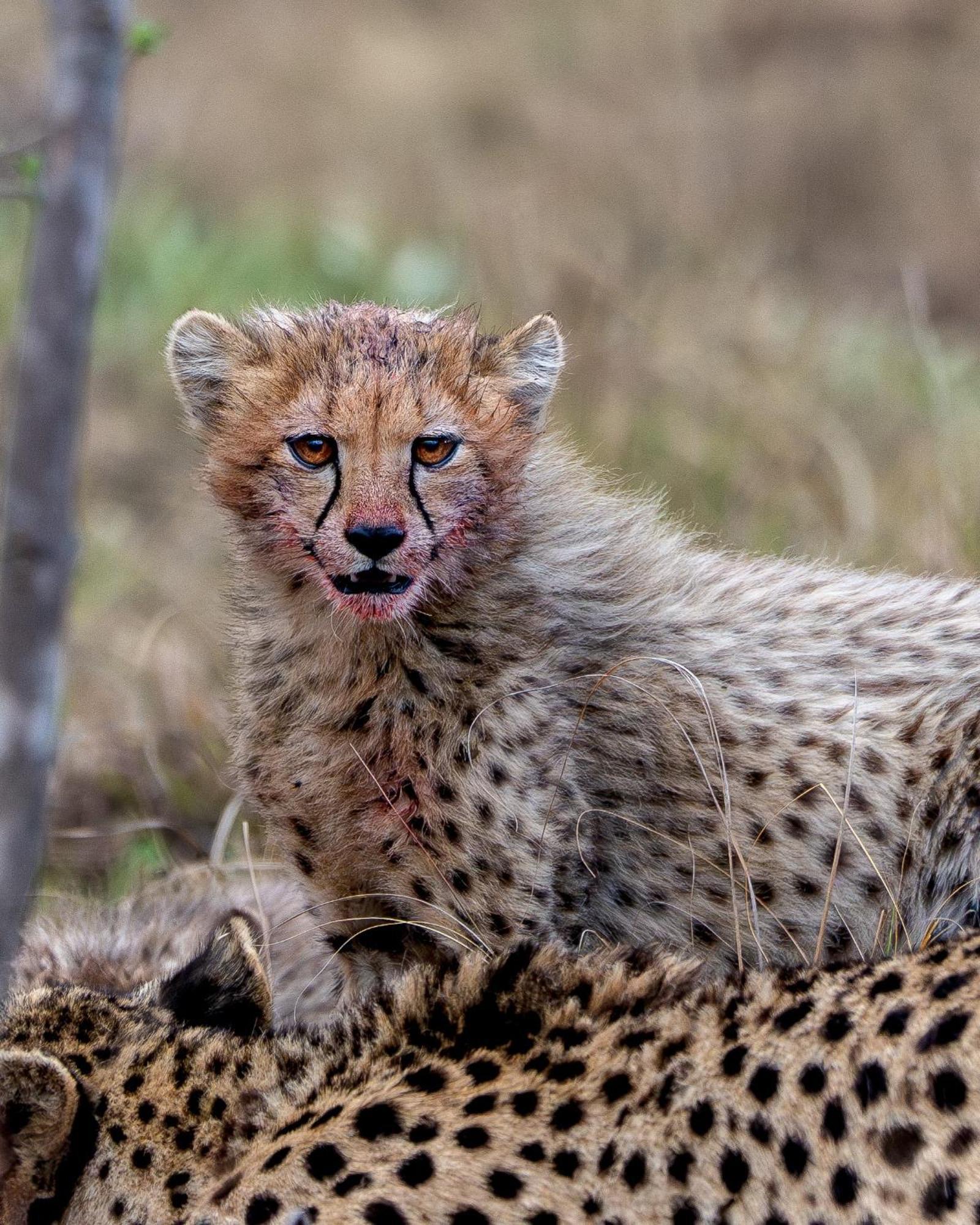 Sediba Luxury Safari Lodge Welgevonden Game Reserve Exterior foto