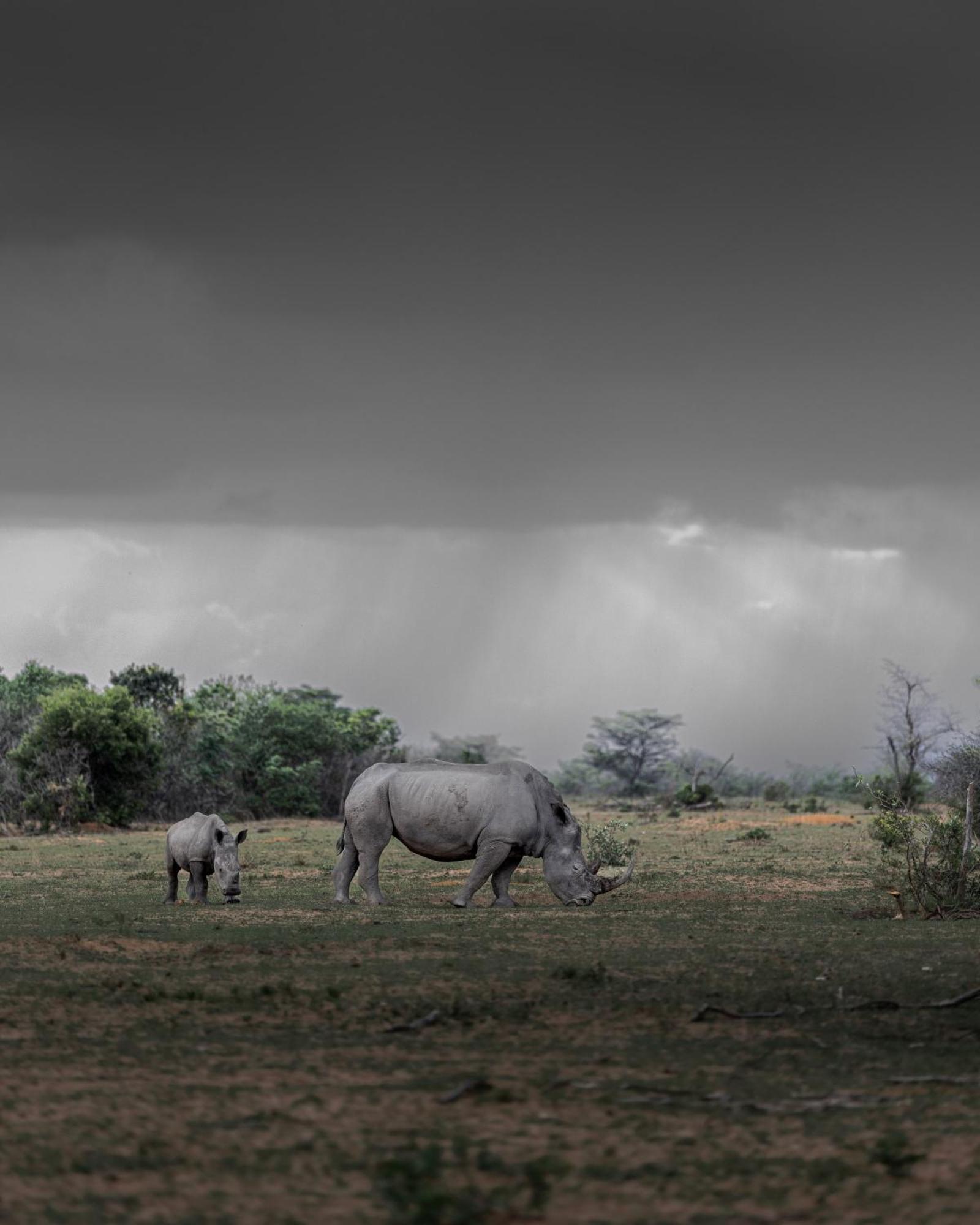 Sediba Luxury Safari Lodge Welgevonden Game Reserve Exterior foto