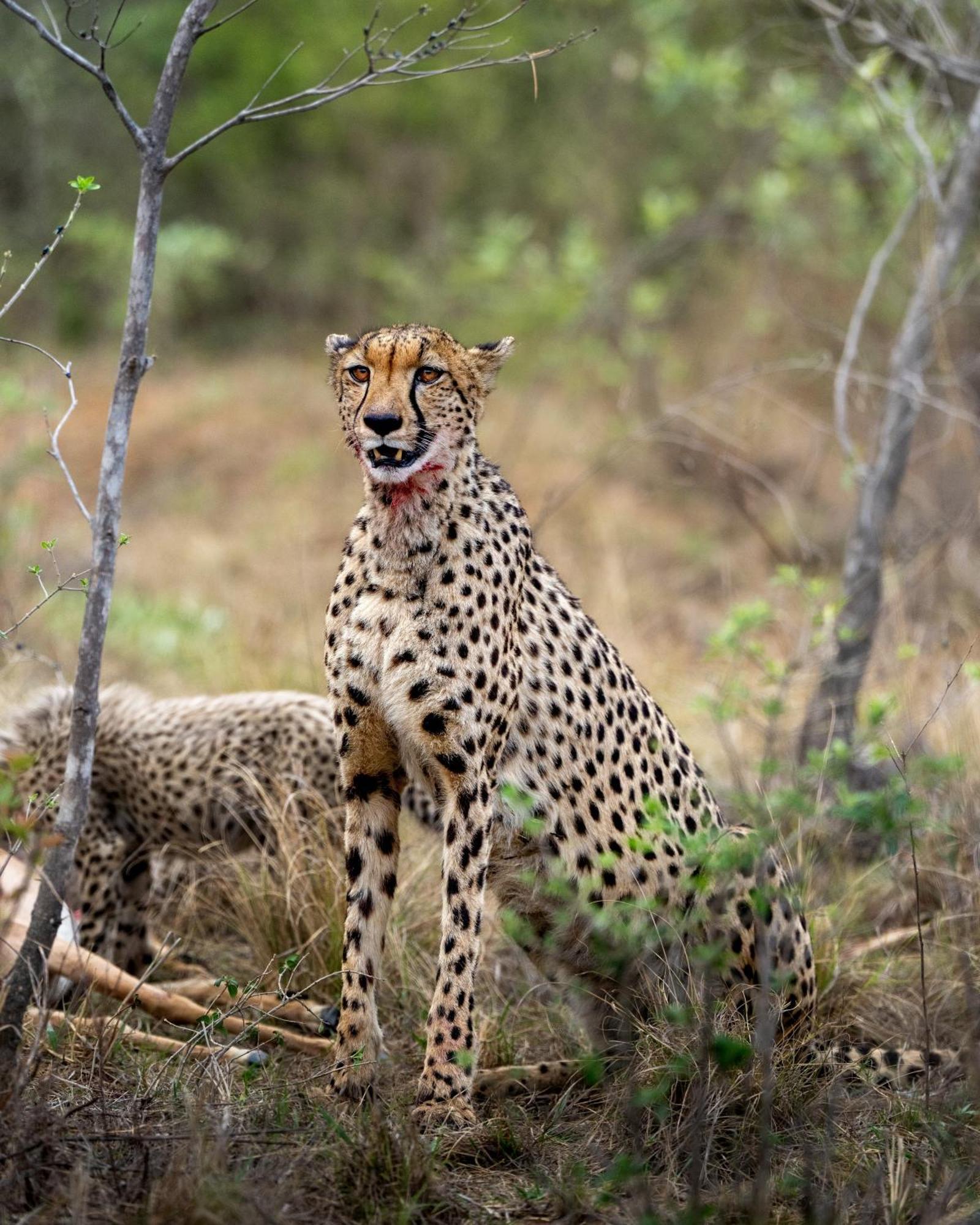 Sediba Luxury Safari Lodge Welgevonden Game Reserve Exterior foto