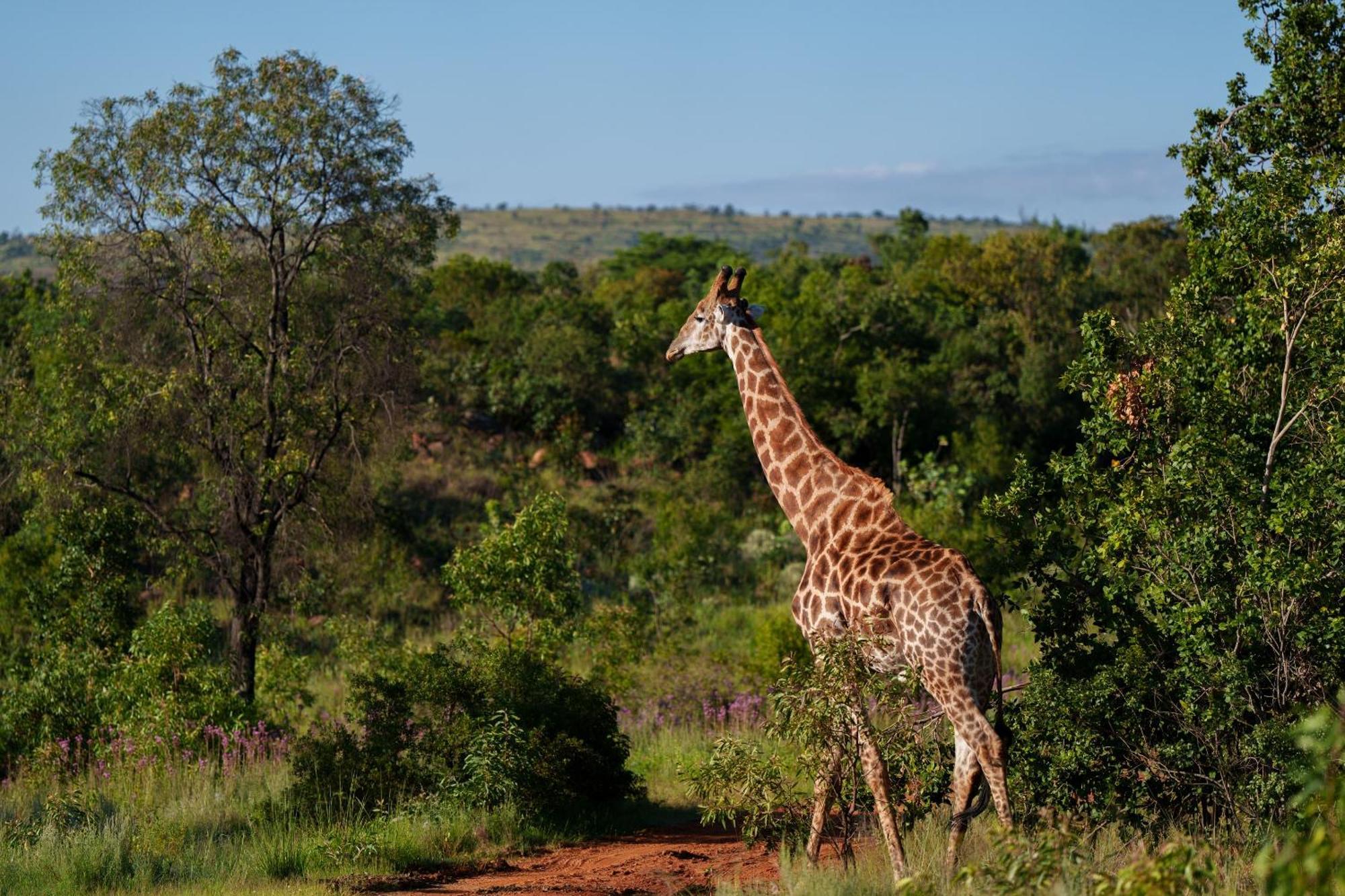 Sediba Luxury Safari Lodge Welgevonden Game Reserve Exterior foto